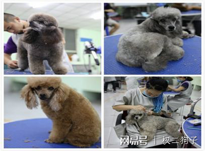 宠物美容造型都有哪些项目