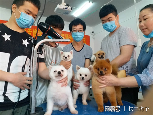 宠物美容发展前景如何