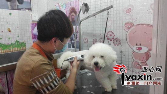 宠物美容师网站