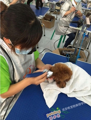 宠物美容包括