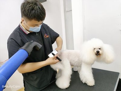 宠物美容品牌十大排名