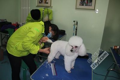 宠物美容师适合女生做吗