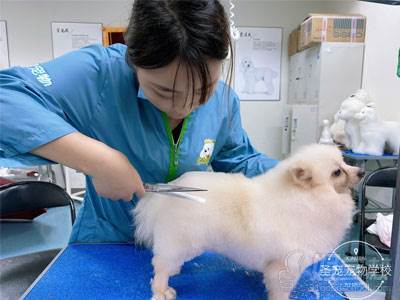 宠物美容效果图片