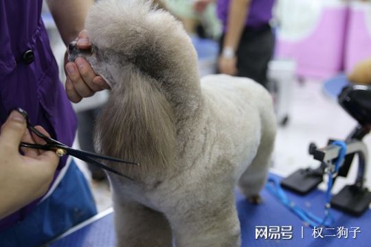 宠物美容设施有哪些