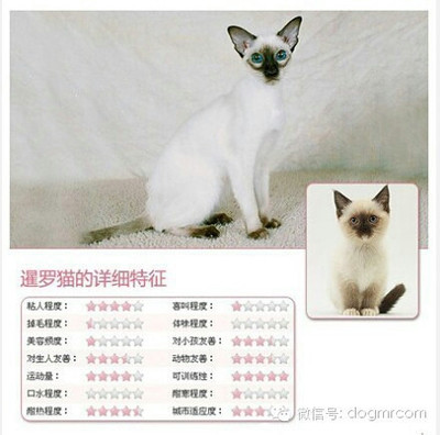 宠物美容分类大全