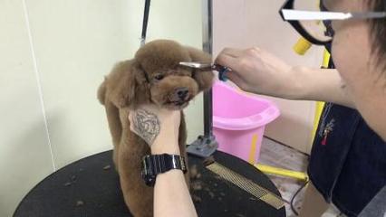 宠物美容造型教程图片简单易学