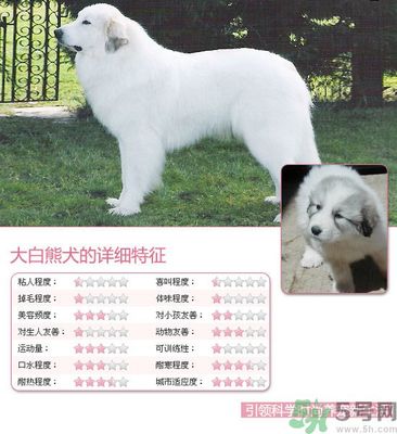 宠物美容的特征包括