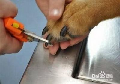 宠物美容工具有哪些怎么正确使用