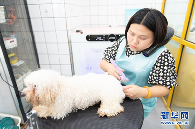 做宠物洗护怎么样