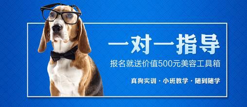 宠物美容等级证怎么报考取消了