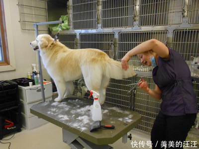 宠物美容怎么做