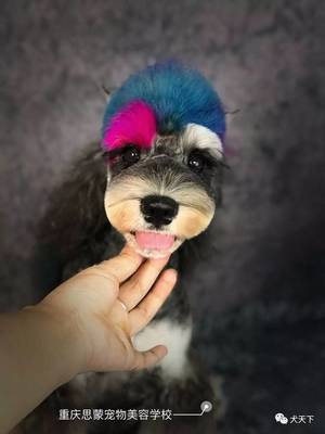 宠物美容萌系有必要学吗