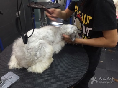 宠物美容点评怎么写好