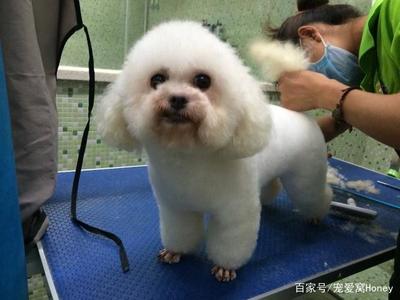 宠物美容的作用和意义是什么