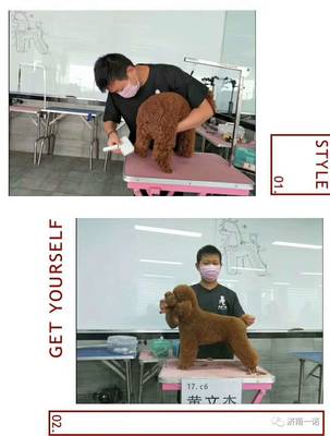 宠物美容师标准