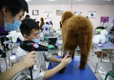 宠物美容包含哪些专业