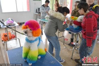 宠物美容萌宠秀场怎么做