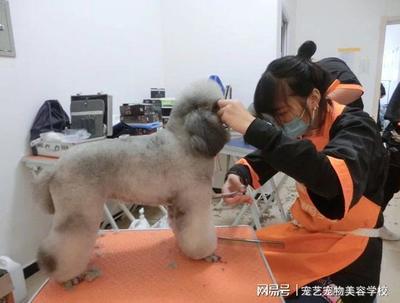 宠物美容前途怎么样