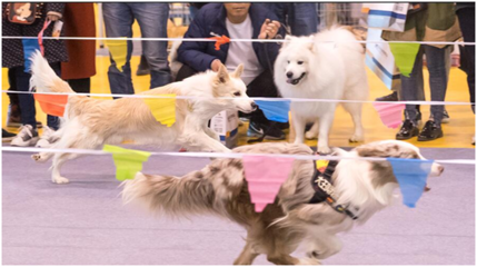 宠物美容萌宠秀场怎么做的呢图片