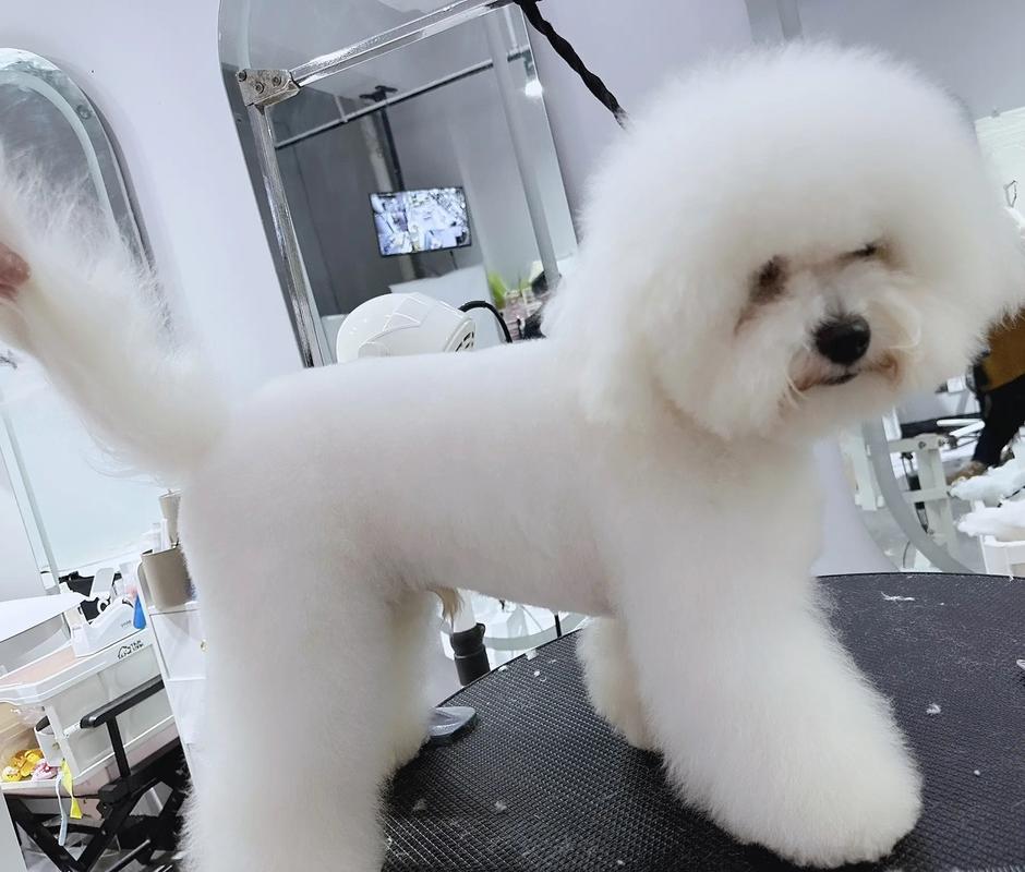 宠物美容萌宠秀场怎么做好看