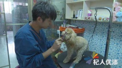 宠物美容造型教程图片简单又漂亮