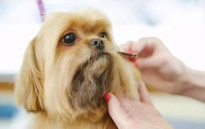 宠物美容造型教程图片简单又好看