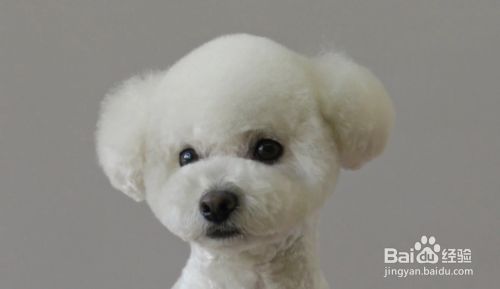 宠物美容造型教程图片