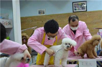 宠物美容评价语