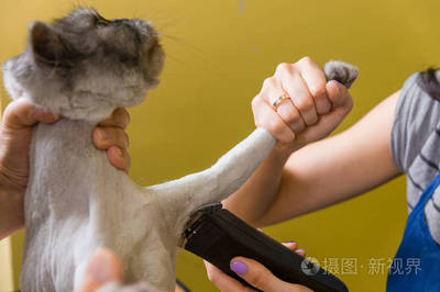 宠物美容的目的是什么