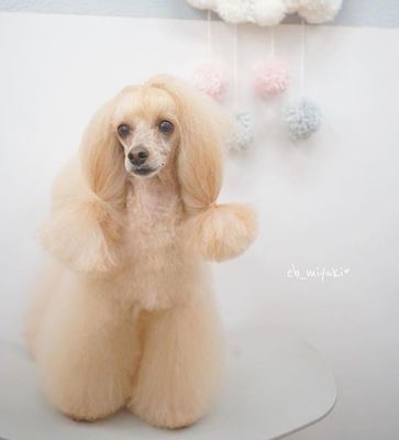 宠物美容日系造型手稿素材