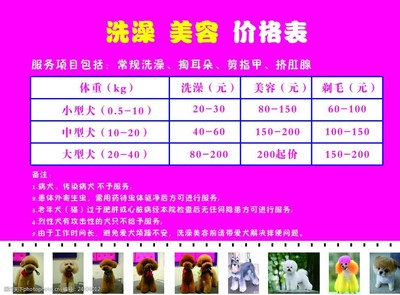 宠物美容包含哪些项目