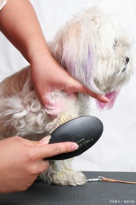 宠物美容管理办法