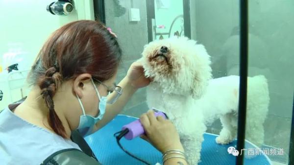 宠物美容的作用有哪些方面