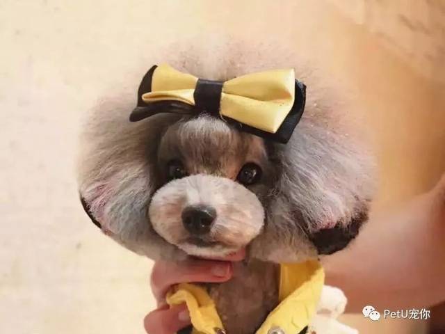 宠物美容师萌系