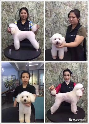 宠物美容洗澡主要特征