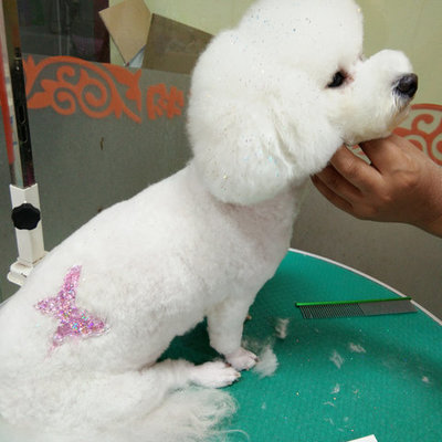 宠物美容造型画图