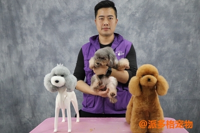 宠物美容步骤介绍
