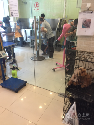 宠物店洗澡美容