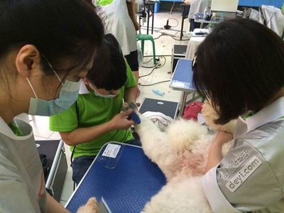 宠物美容机构排名