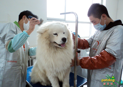 宠物美容的目的在于