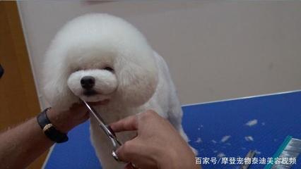 宠物美容造型教程图片大全集