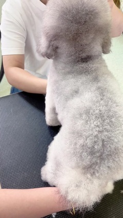 宠物美容师画图教程