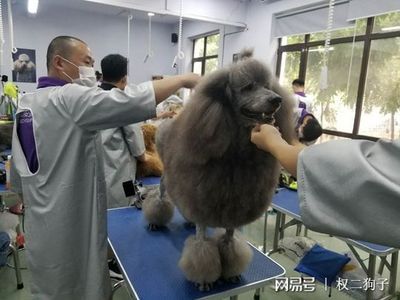 宠物美容分为哪两种形式图片大全