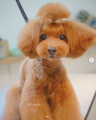 宠物美容造型都有哪些类型的