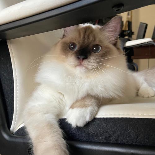 宠物美容设计图手绘