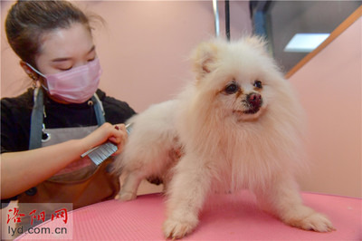 宠物美容都包括什么项目呢