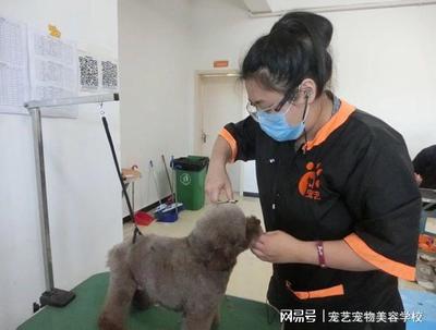 宠物美容行业标准