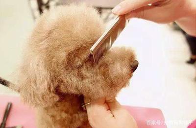 宠物美容的作用和意义有哪些