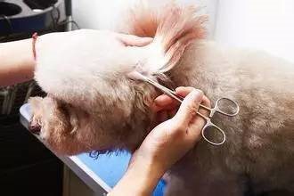 宠物美容基础步骤有哪些