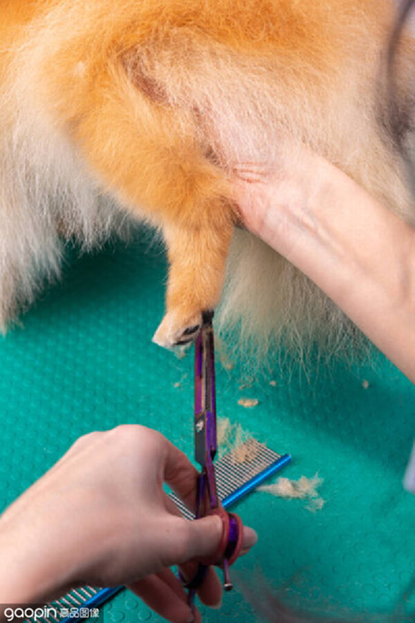 萌宠美容院 (Paw Care)